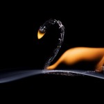 تصاویری زیبا و دیدنی از هنرنمایی با چوب کبریت های سوخته هنرنمایی با چوب کبریت سوخته