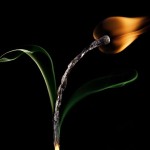 تصاویری زیبا و دیدنی از هنرنمایی با چوب کبریت های سوخته هنرنمایی با چوب کبریت سوخته