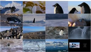 دانلود مستند پنگوئن ها Penguins 2019